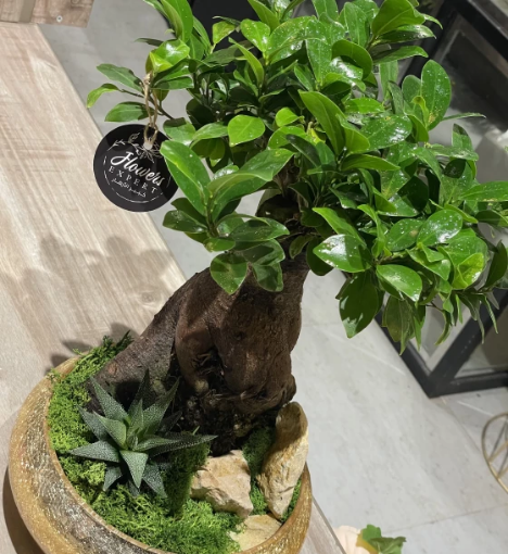 صورة نبتة بونساي طبيعية – لمسة من السكينة